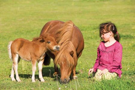 Miniature Horses With Little Girl
